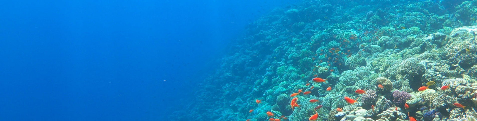Unterwasserwelt im Hurghada Urlaub erkunden