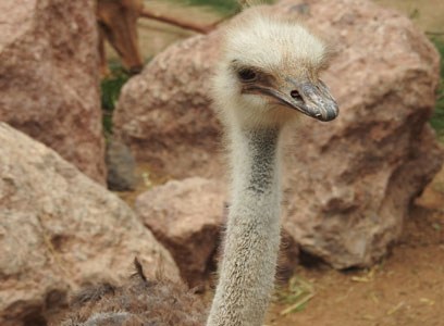 Strauss im Oasis Park auf Fuerteventura