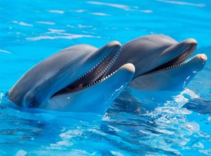 Palmitos Park | Tierpark mit Delphinen auf Gran Canaria