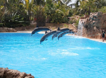 Delphine im Loro Parque beobachten | Kanaren Urlaub auf Teneriffa