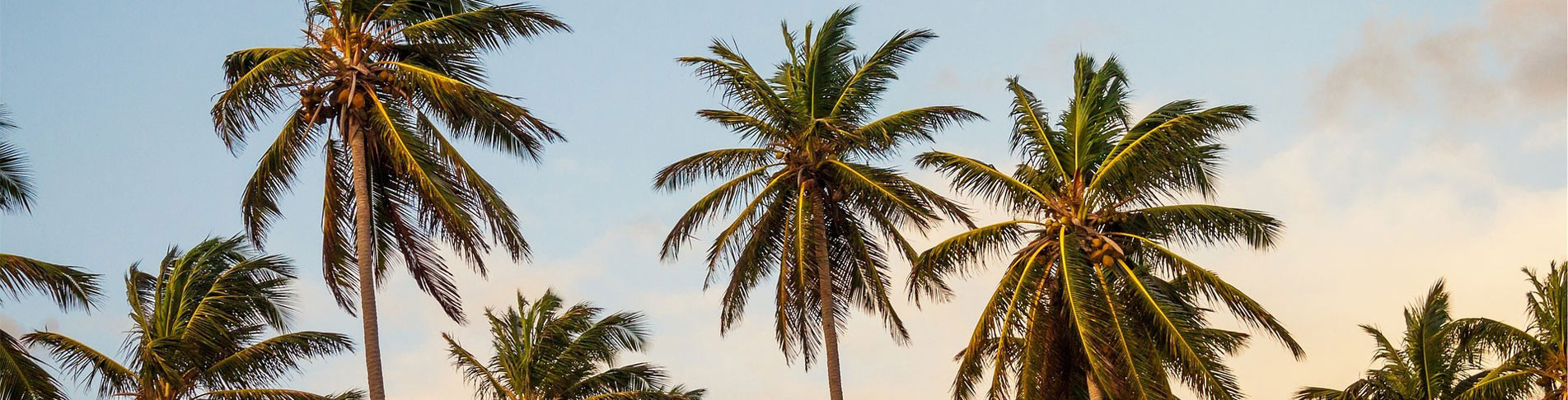 Strandurlaub Karibik unter Palmen