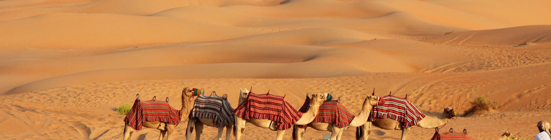 Im last Minute Dubai Urlaub auf Kamelen reiten