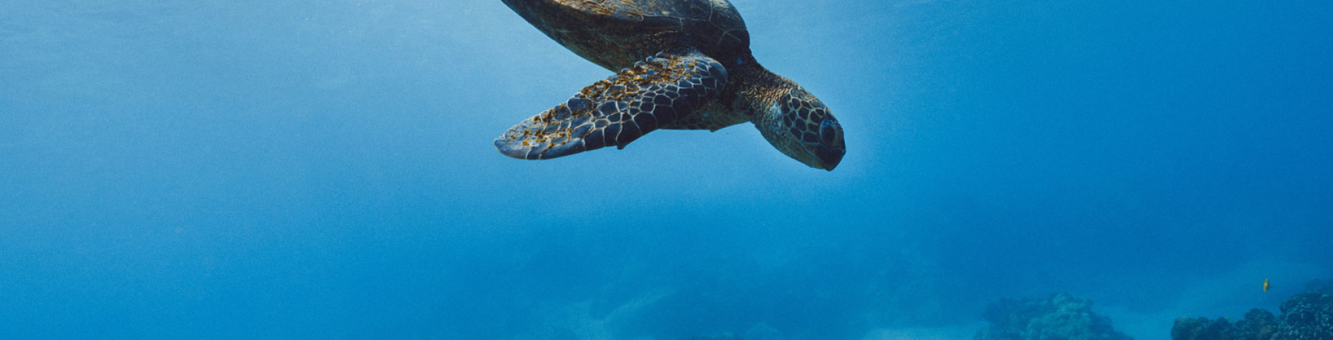 Schildkröten vor der Küste von Sharm el Sheikh