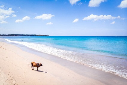 Eine Kuh am Nilaveli Beach auf Sri Lanka