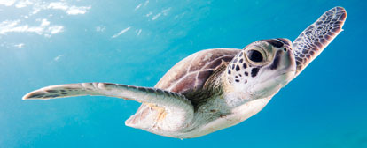 Schildkröte im Atlantik bei den Kapverden