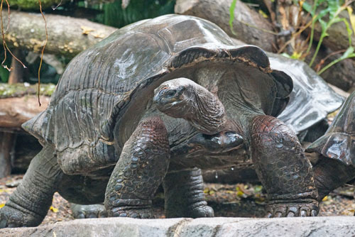 Die Riesenschildkröte der Seychellen entdecken