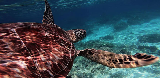 Im Sharm el Sheikh Urlaub mit Schildkröten tauchen