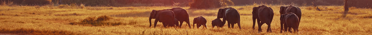Elefanten am Abend im Yala Nationalpark auf Sri Lanka.