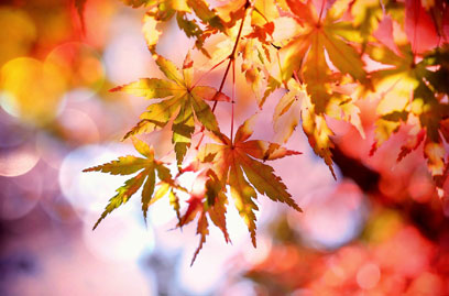 Herbst in München