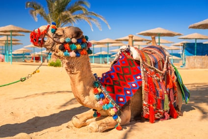Kamelreiten am Strand von Hurghada in Ägypten